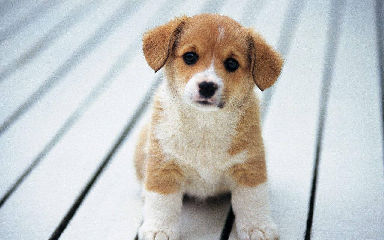 Cute Puppy Photography Wallpaper