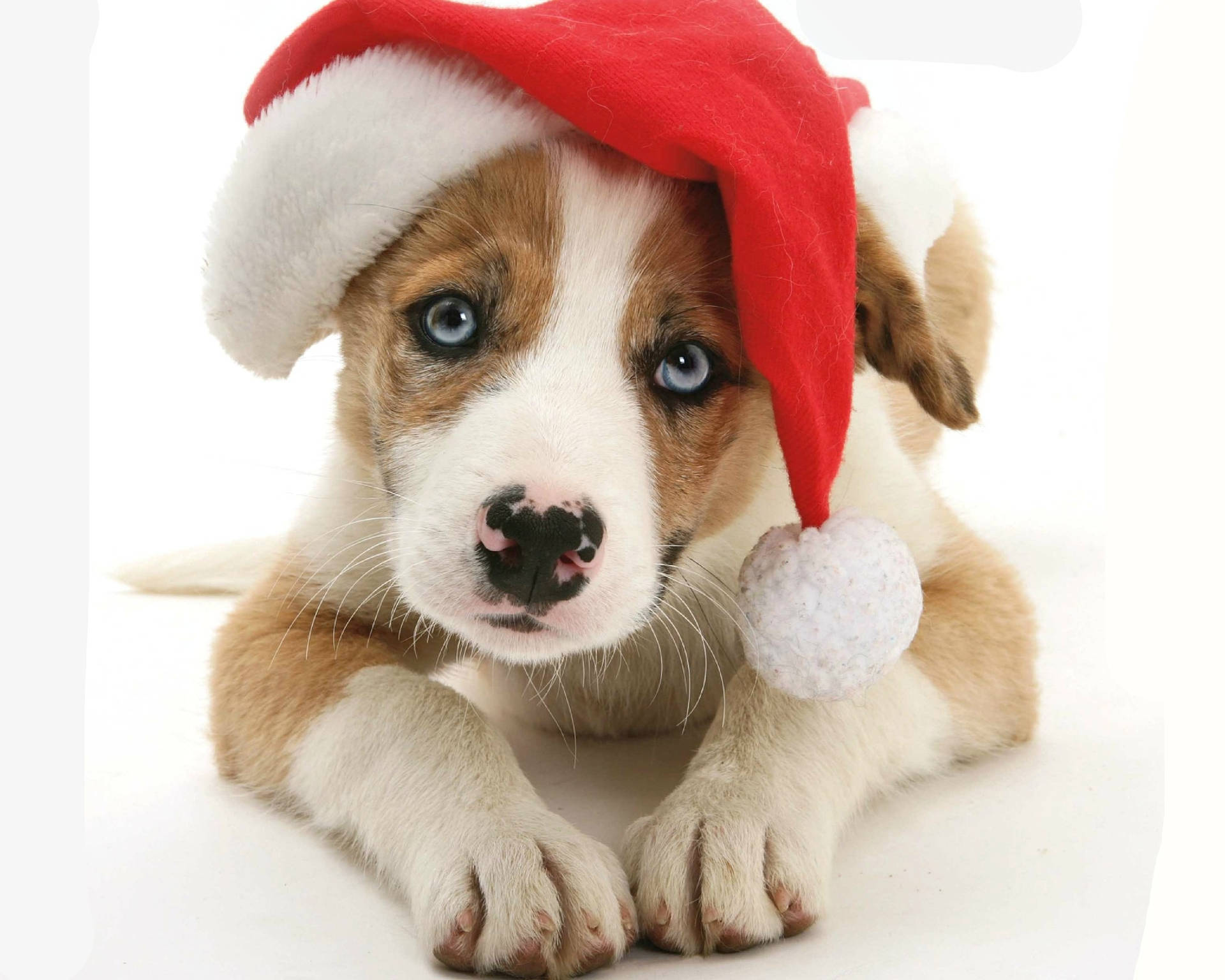 Cute Puppy With Christmas Hat Wallpaper