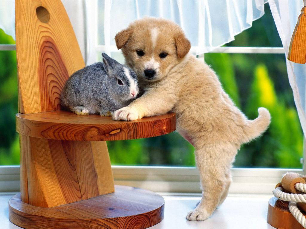 Cute Puppy With Gray Bunny Wallpaper