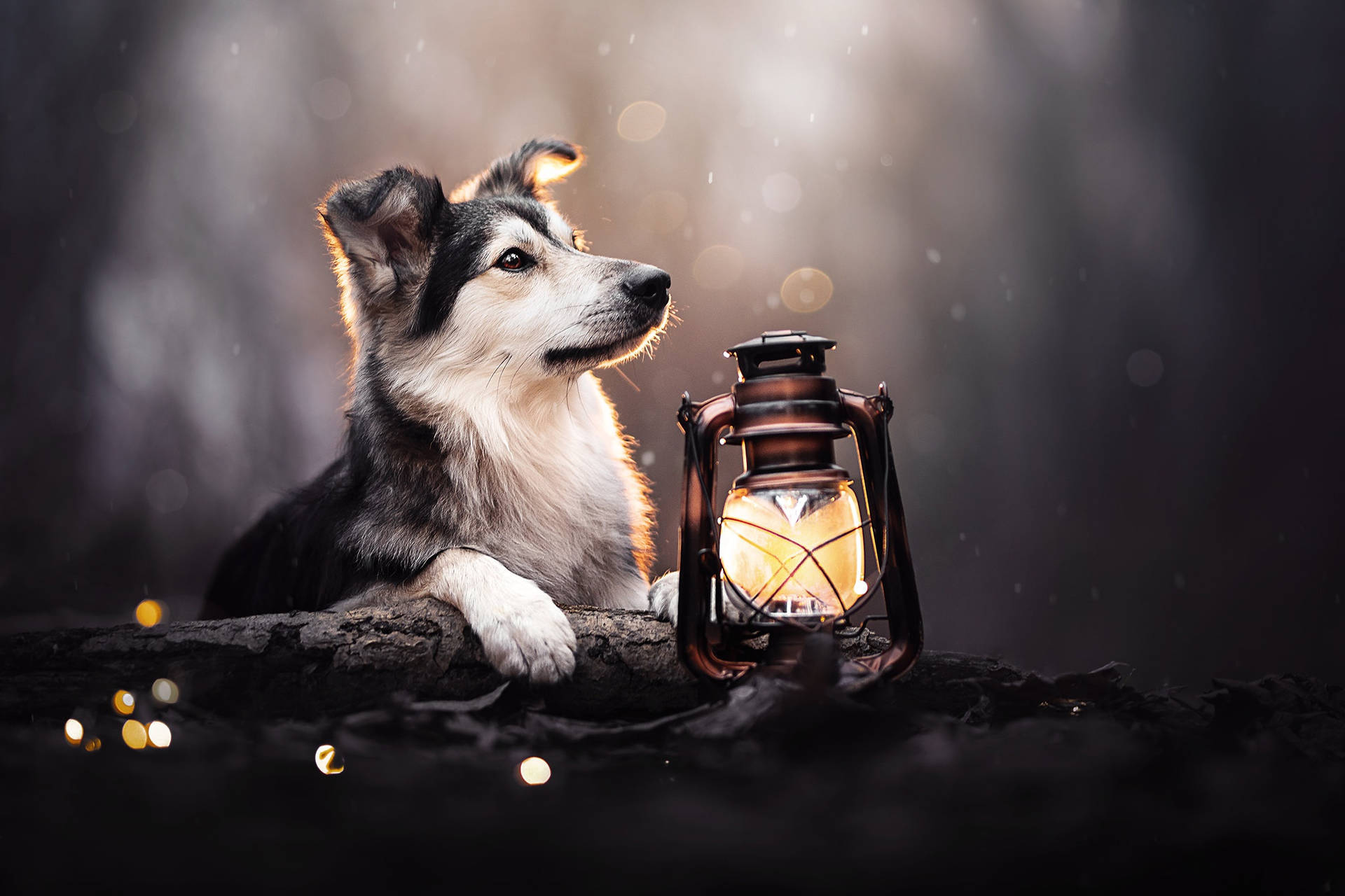 Cute Puppy With Lantern Wallpaper
