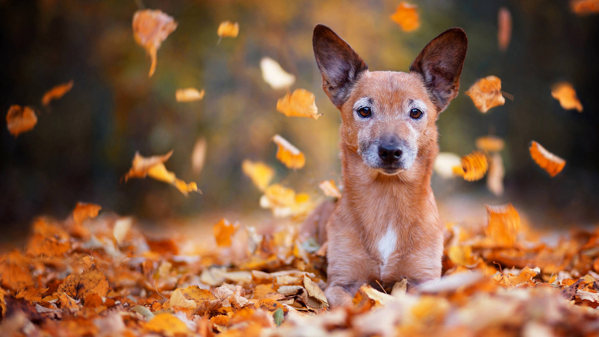 Cute Red Dog On Autumn Leaves Wallpaper