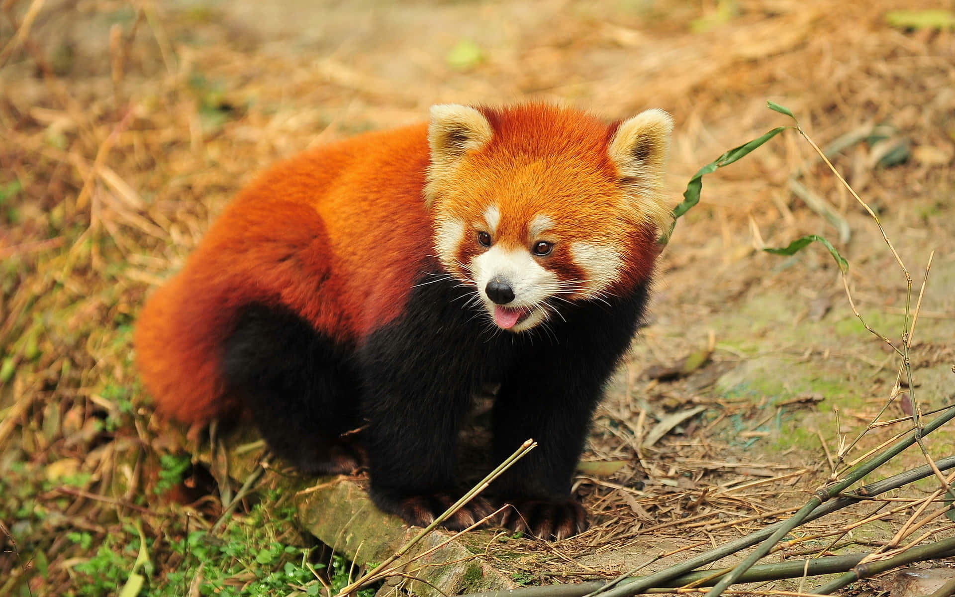 Cute Red Panda Wallpaper