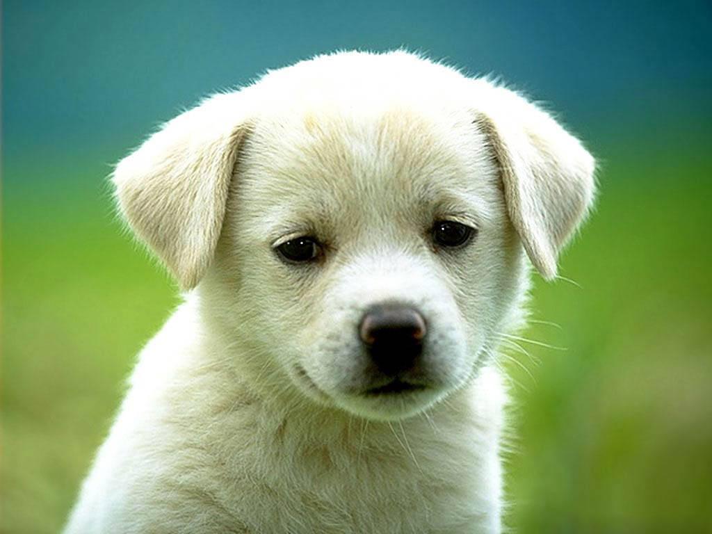 Cute Sad White Puppy Dog Wallpaper