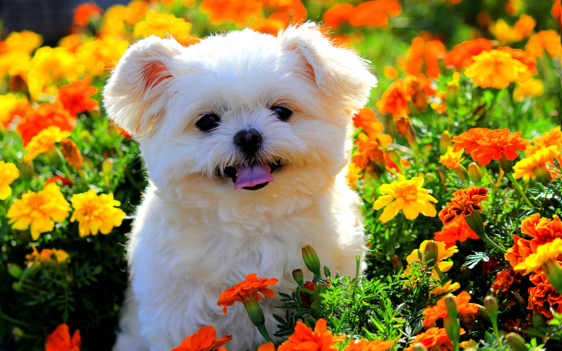 Cute Shih Tzu Puppy Flower Garden Wallpaper