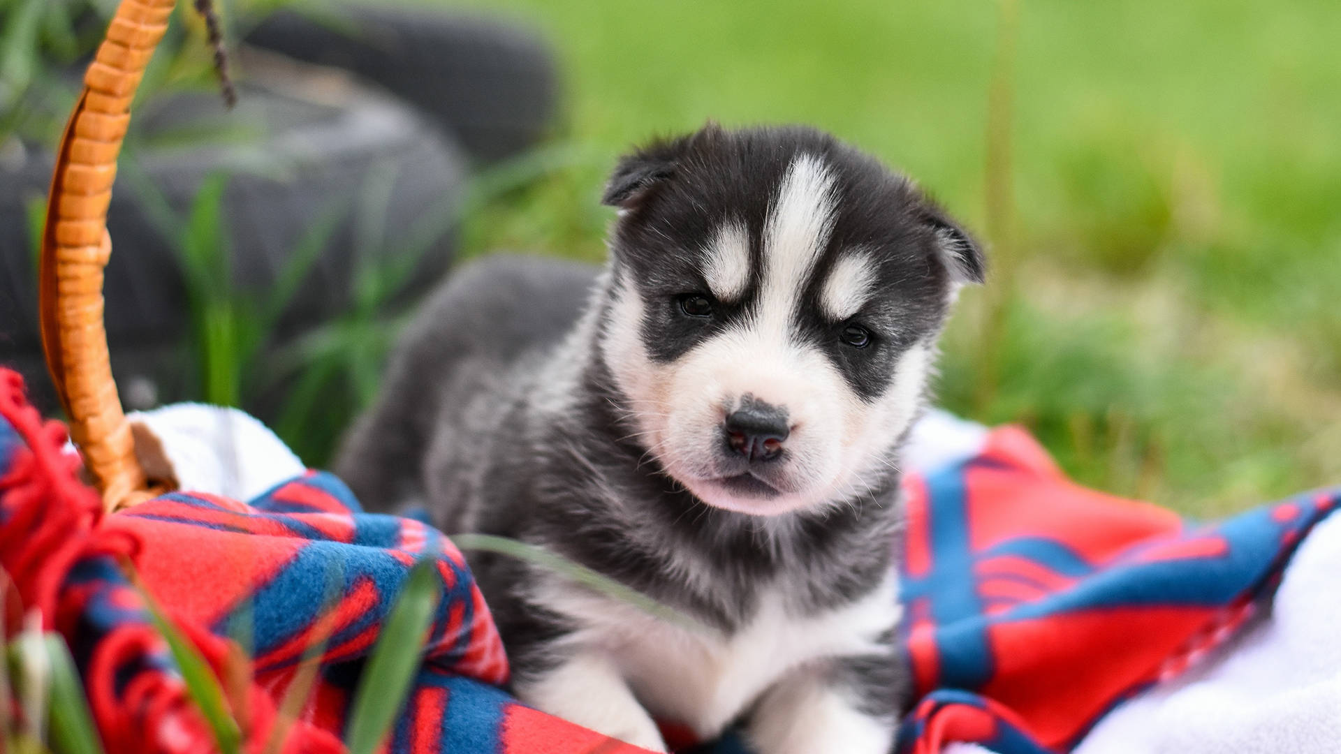 Cute Siberian Husky Puppy Dog Picnic Wallpaper