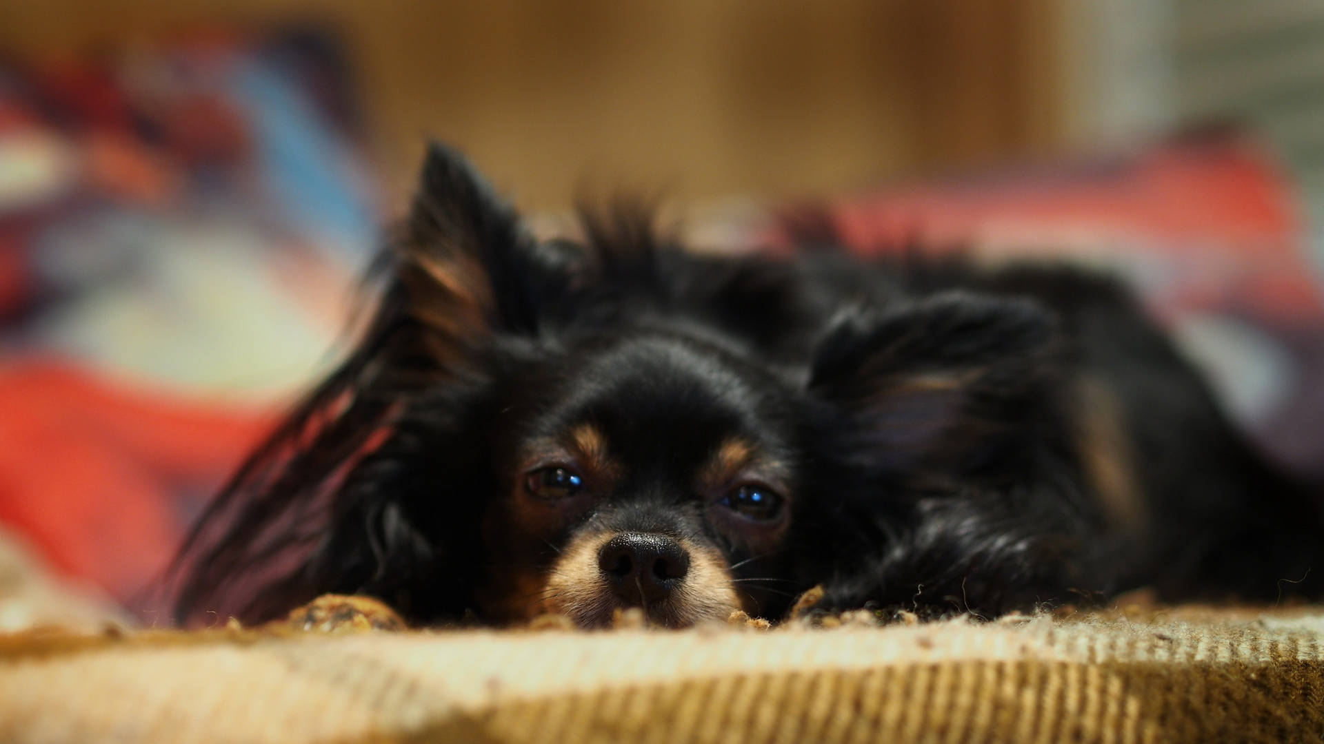 Cute Sleepy Long Haired Chihuahua Dog Wallpaper