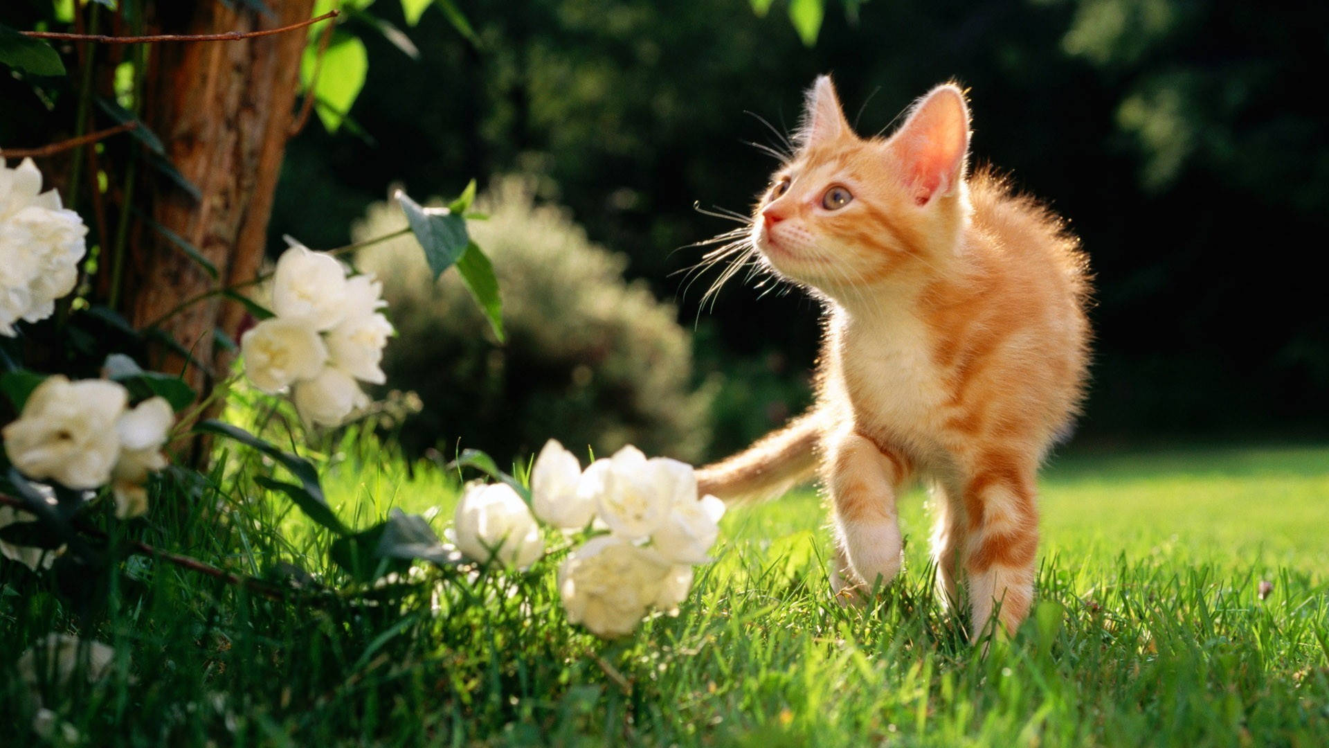 Cute Spring Curious Cat Wallpaper