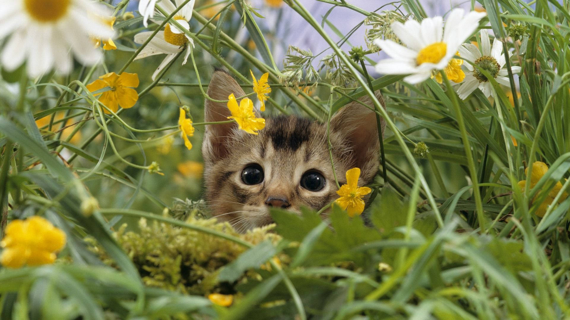 Cute Spring Kitten Wallpaper