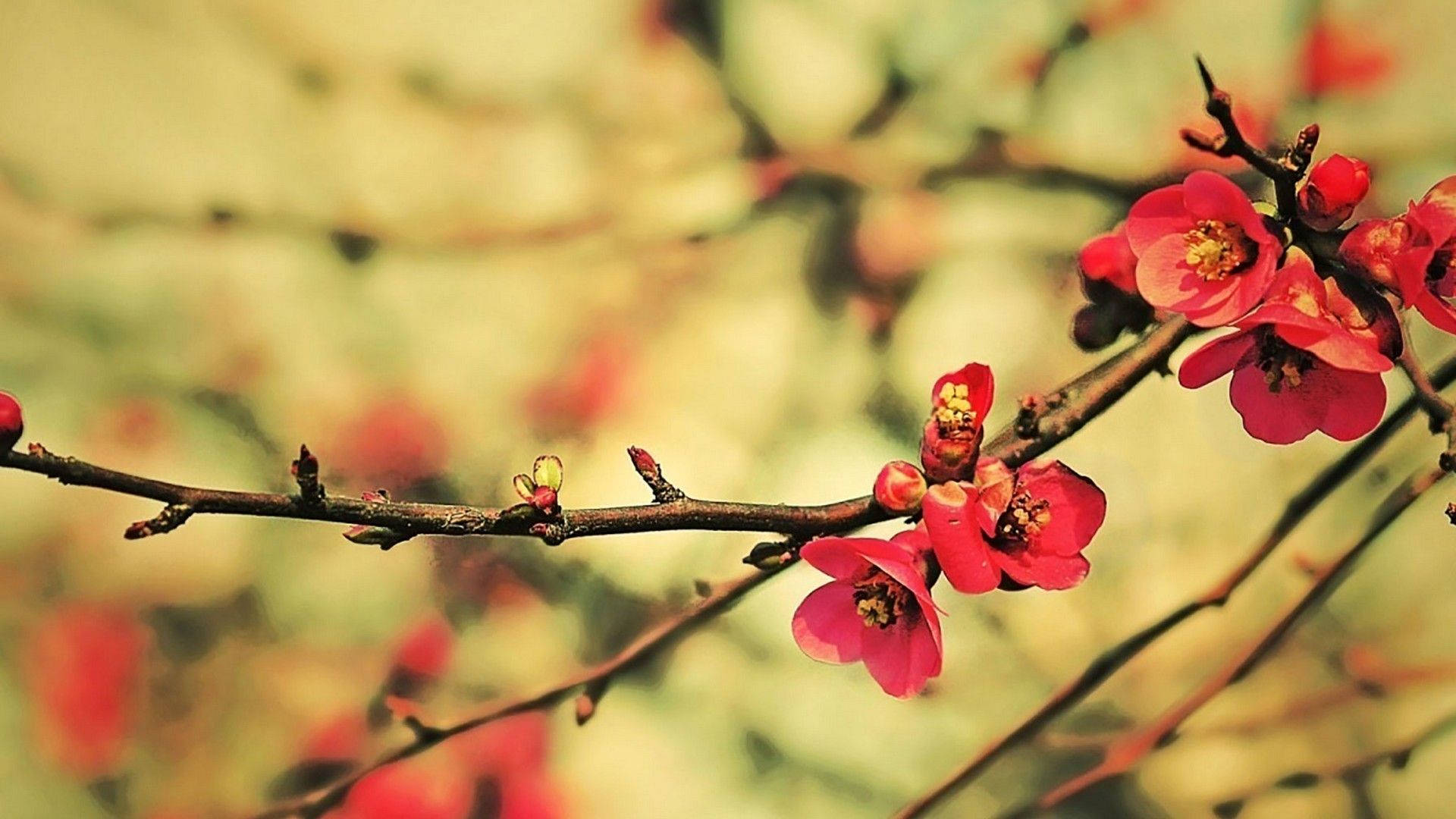 Cute Spring Red Quince Wallpaper