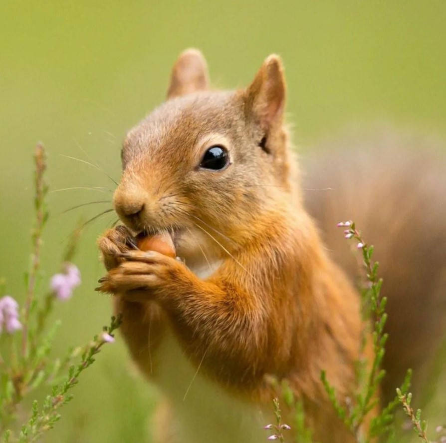 Cute Squirrel Eating Nut Wallpaper