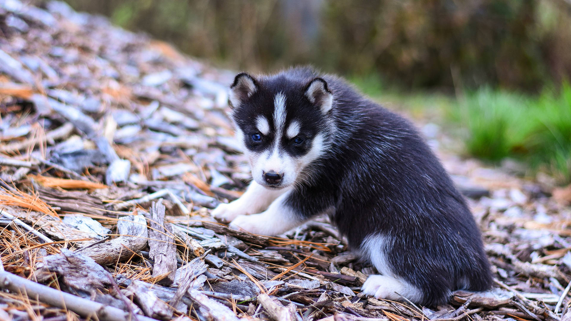 Cute Tiny Husky Dog On Wood Scraps Wallpaper