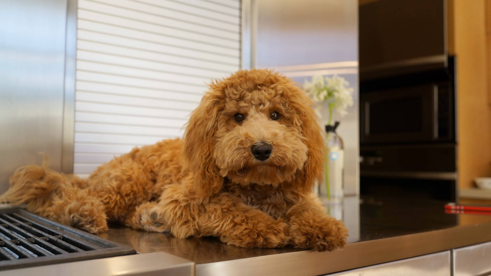 Cute Toy Poodle Dog On Kitchen Counter Wallpaper