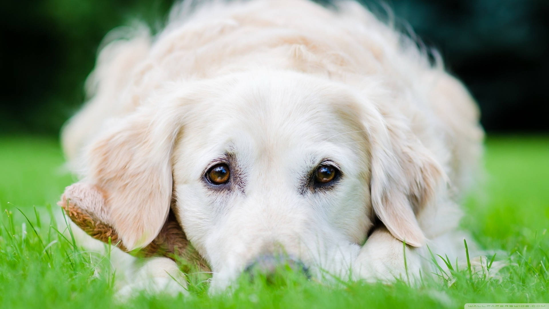 Cute White Kuvasz Dog Eyes Wallpaper