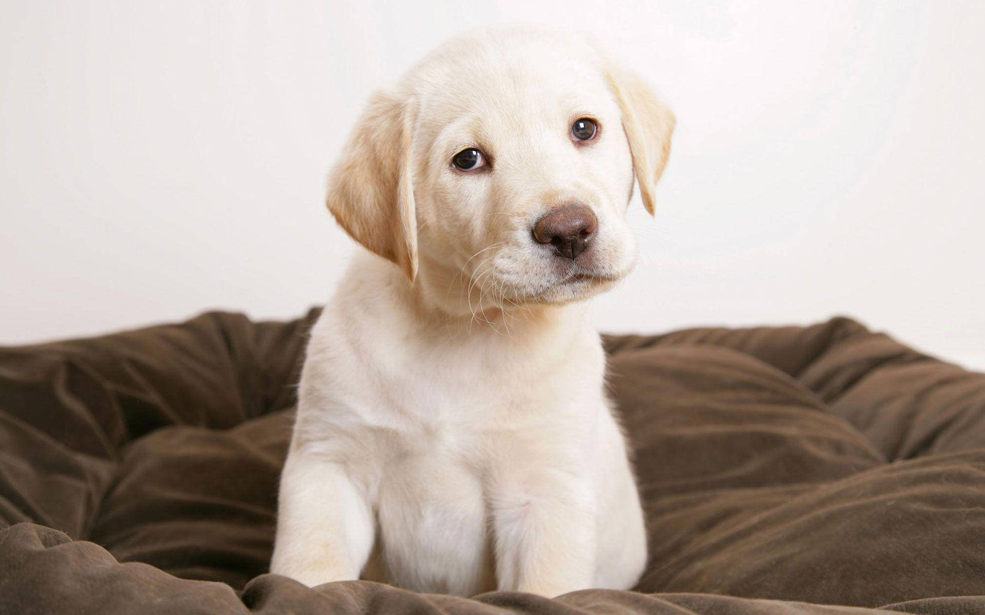 Cute White Puppy On Brown Blanket Wallpaper