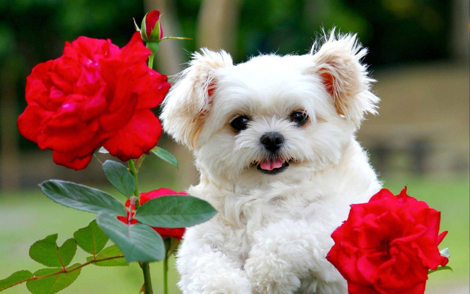 Cute White Puppy Red Roses Wallpaper