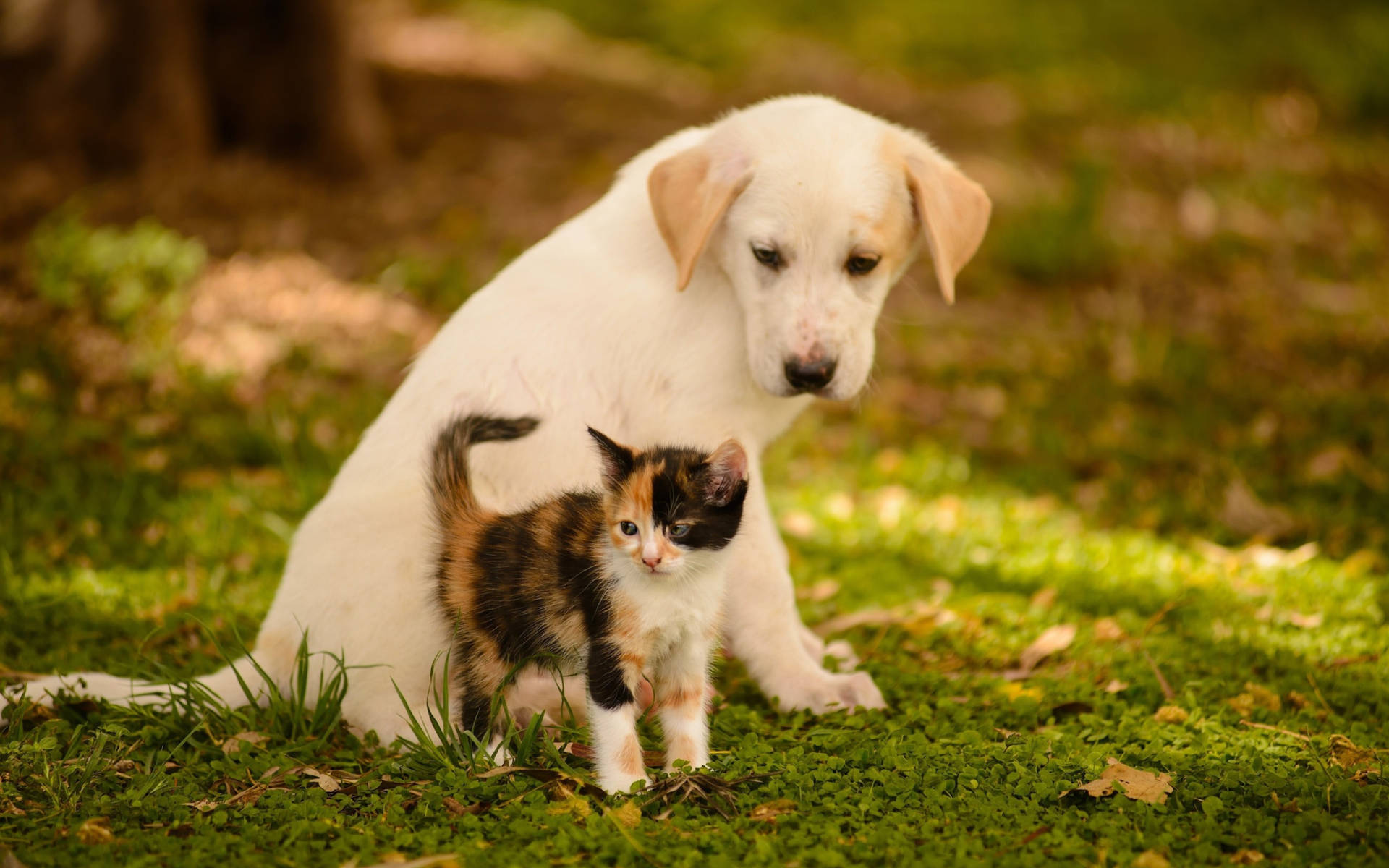 Cute White Puppy With Cat Wallpaper