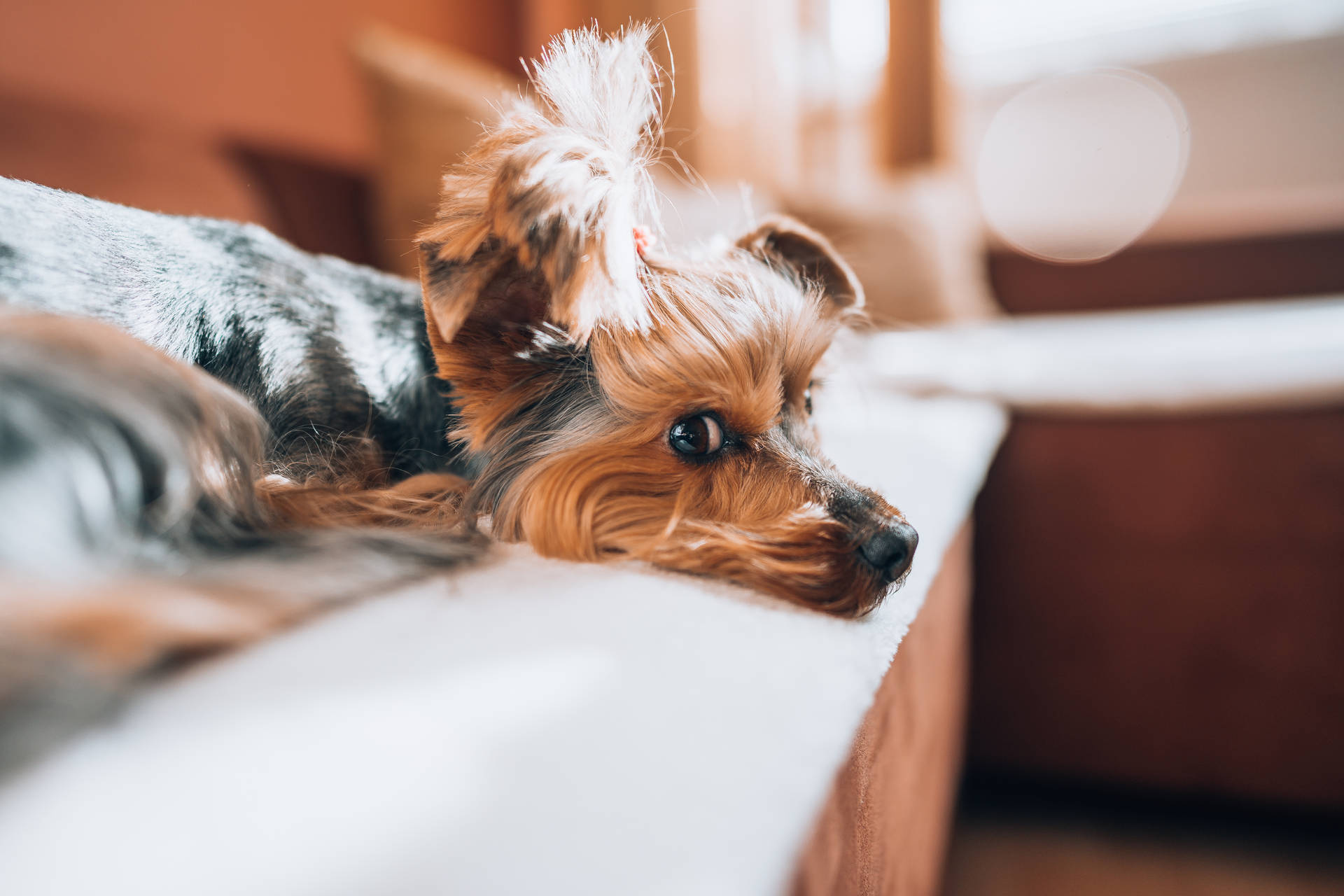 Cute Yorkshire-terrier Relaxing Wallpaper