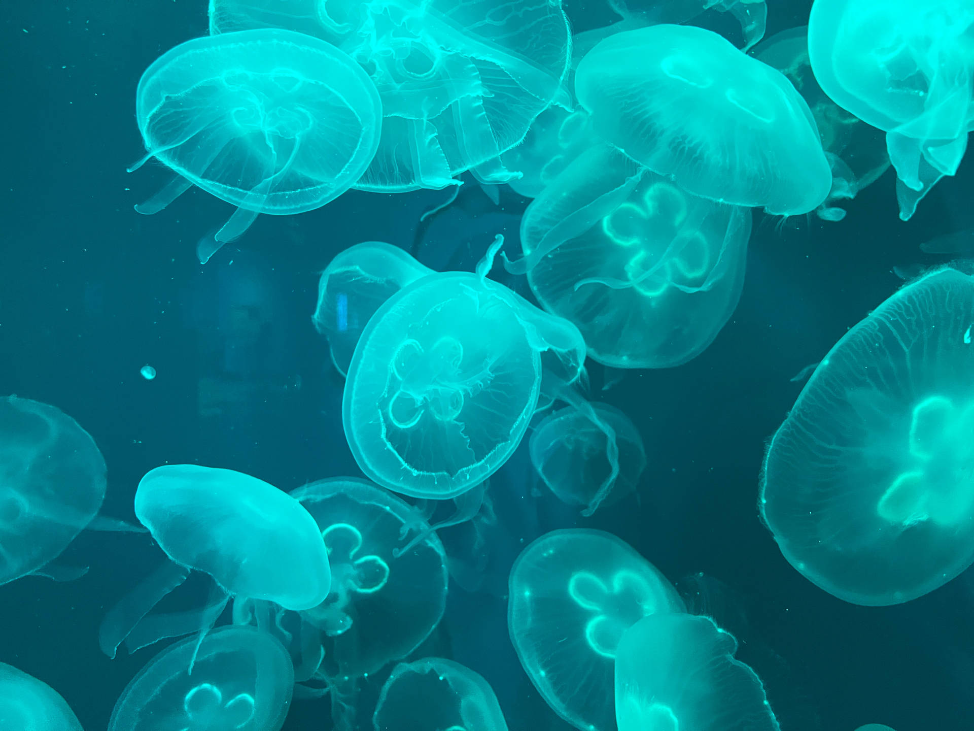 Cyan Jellyfishes Wallpaper