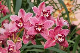 Cymbidium Boat Orchid Wallpaper