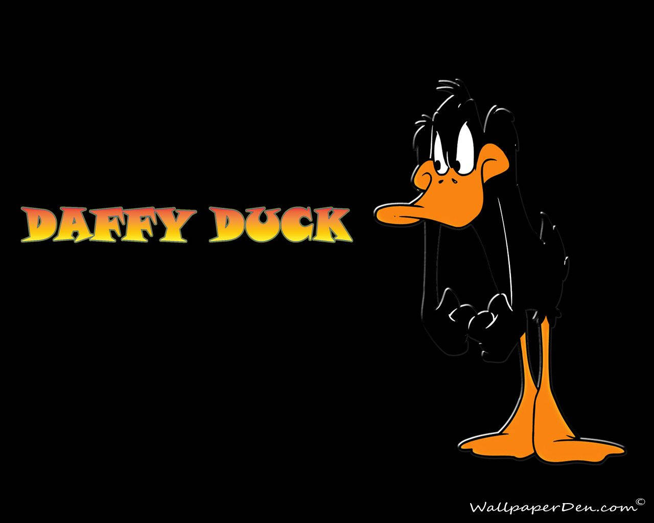Daffy Duck Wallpaper And Background Image Wallpaper