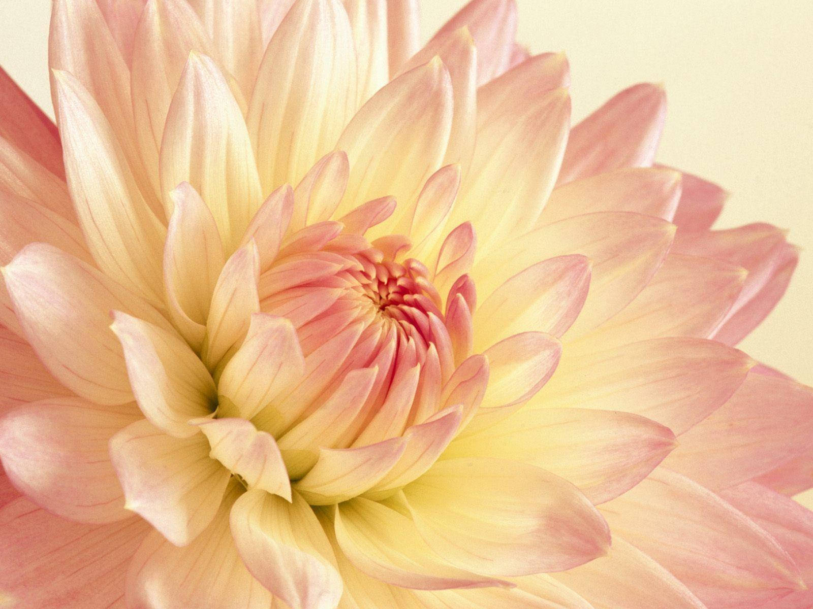 Dahlia Bracken Ballerina Wallpaper