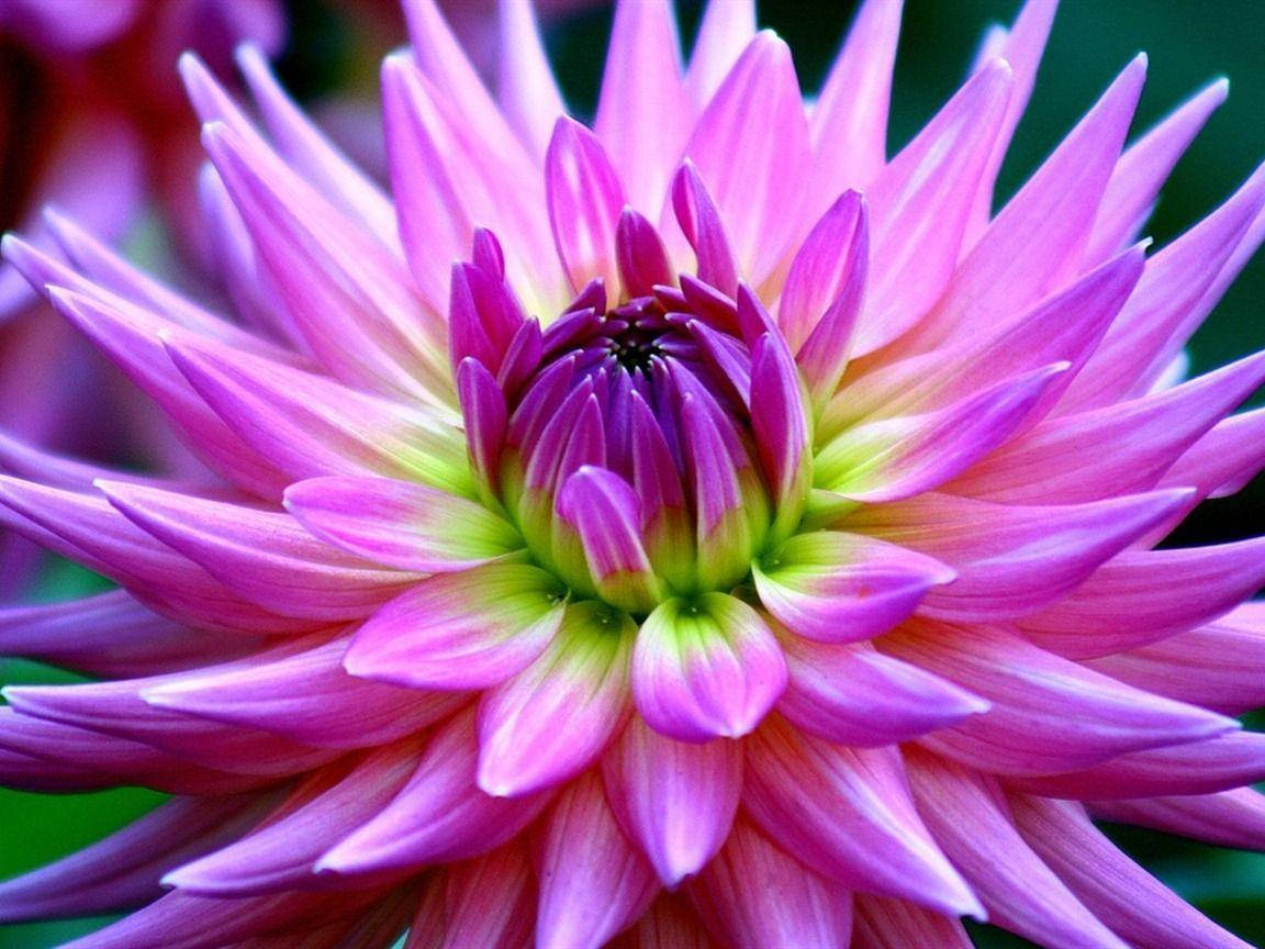 Dahlia Lavender Line Wallpaper