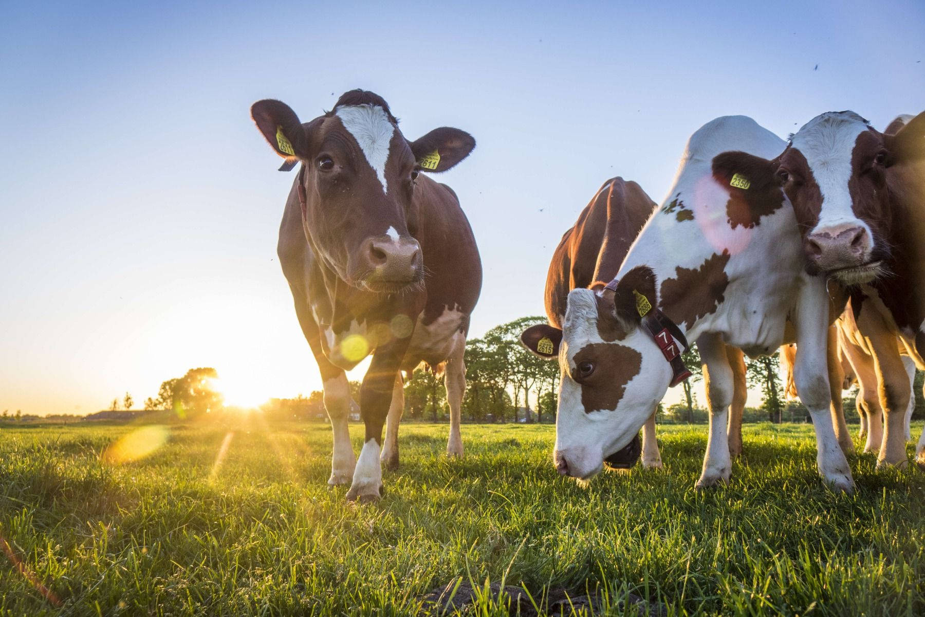 Dairy Cattle Breeds Close Up With Sunbeams Wallpaper