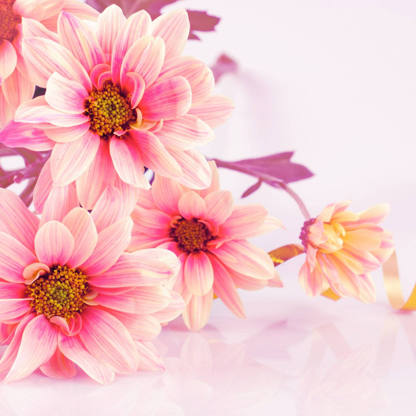 Daisy Flower Bouquet Wallpaper