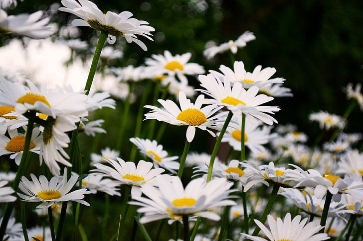 Daisy Flowers On Field 4k Wallpaper