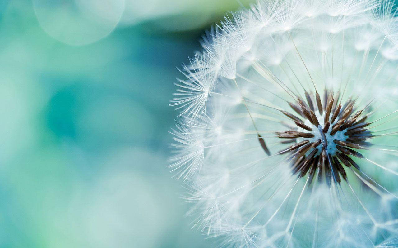 Dandelion Flower On Galaxy Tablet Wallpaper