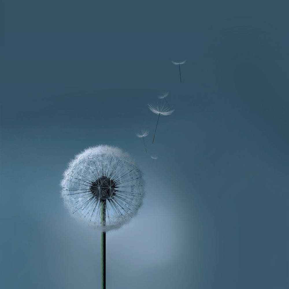 Dandelion White Flower Ball Wallpaper