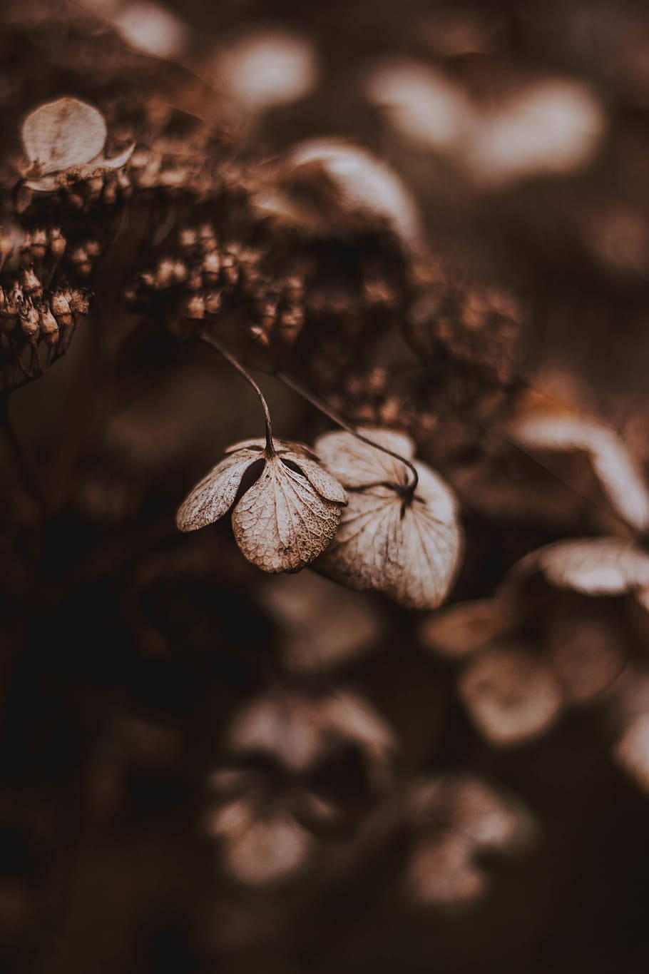 Dark Brown Aesthetic Dried Leaves Wallpaper