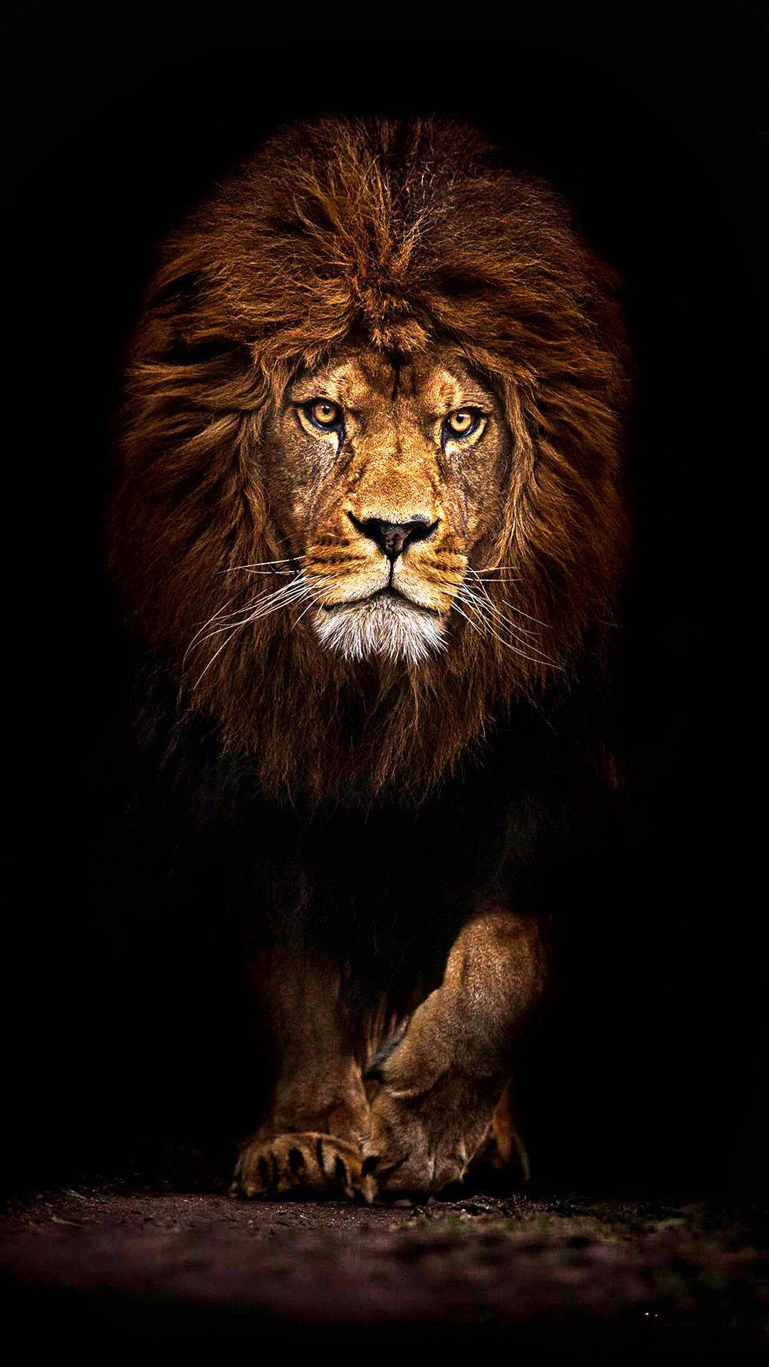 Dark Cave Lion Iphone Wallpaper