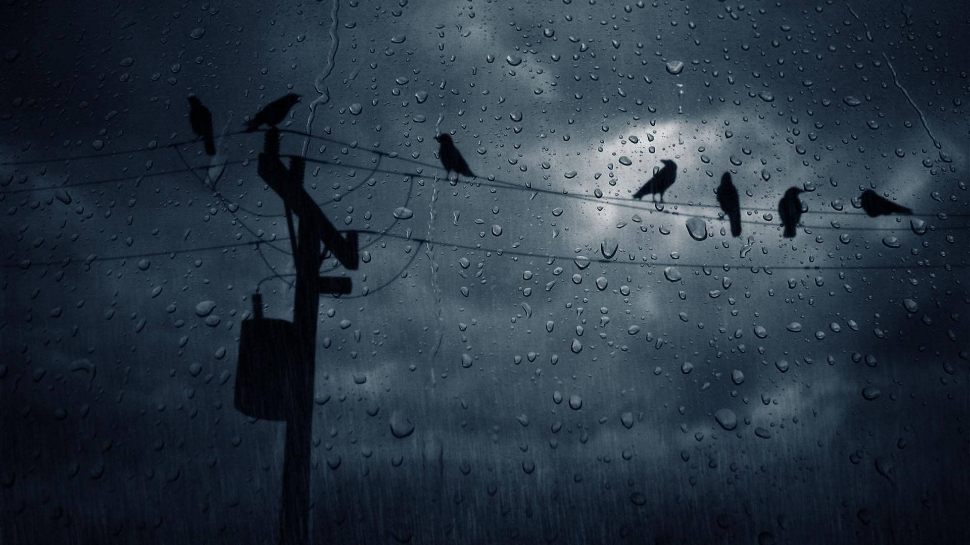 Dark Crows In The Rain Wallpaper