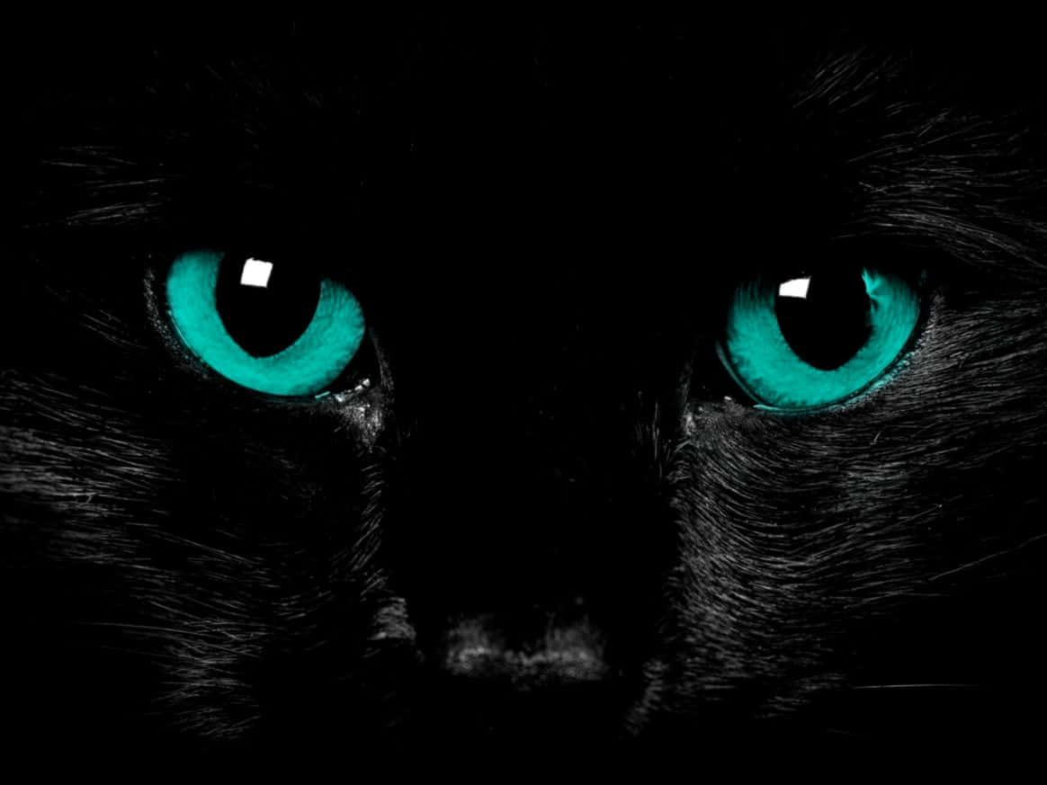 Dark Cute Cat Face Wallpaper