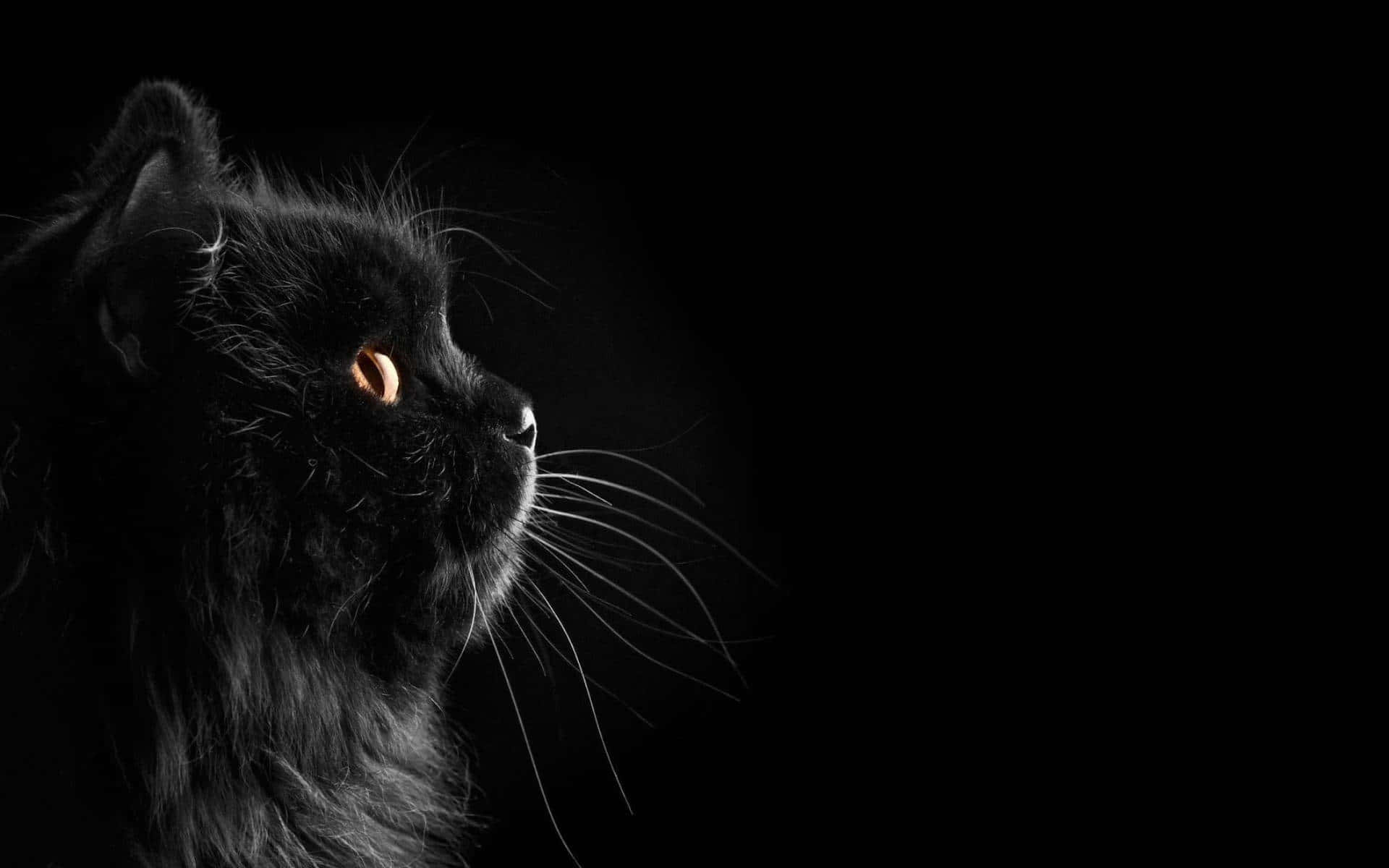 Dark Cute Fluffy Black Cat Wallpaper