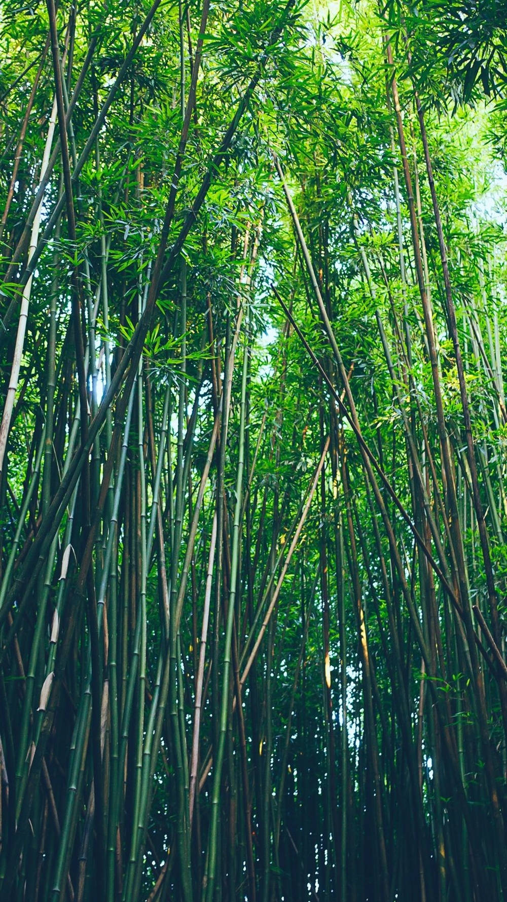 Dark Forest Bamboo Plants Iphone Wallpaper