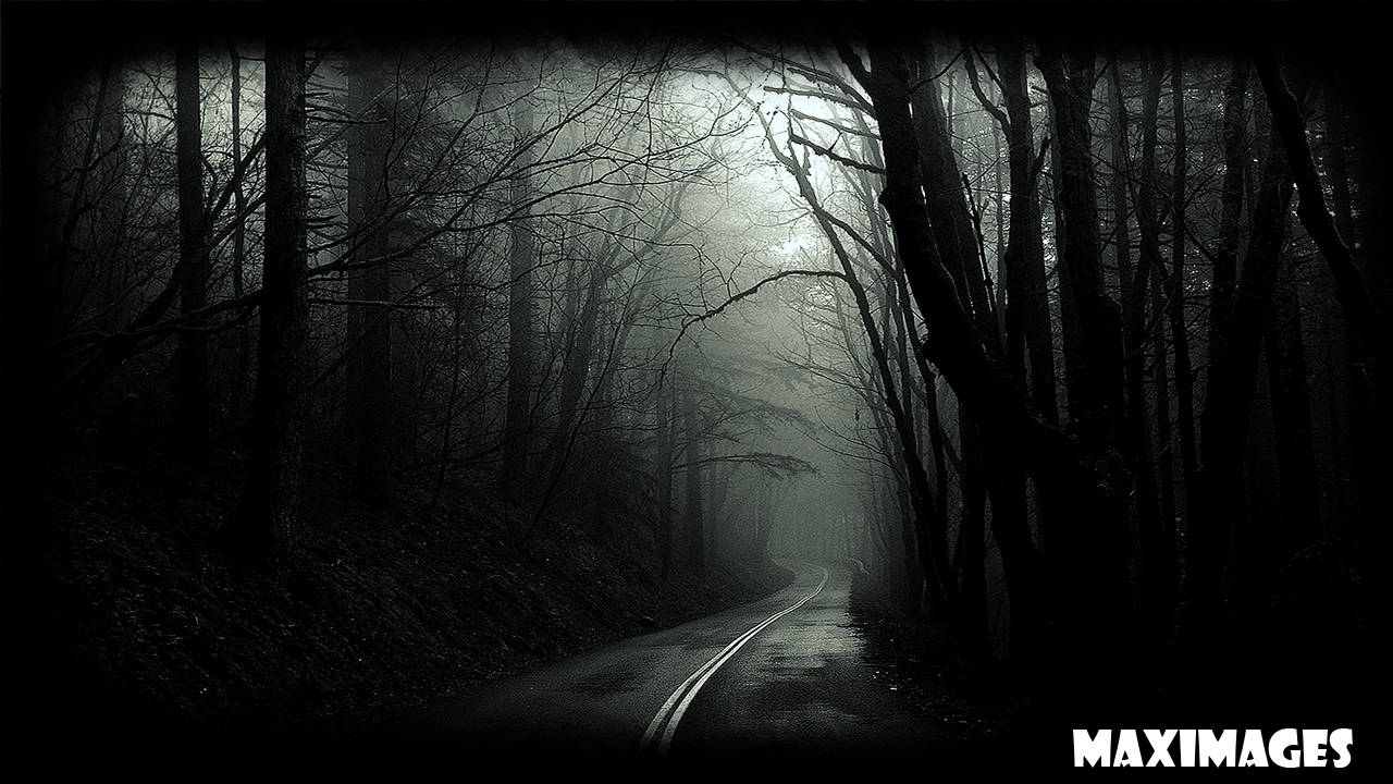 Dark Forest Monochrome Wallpaper