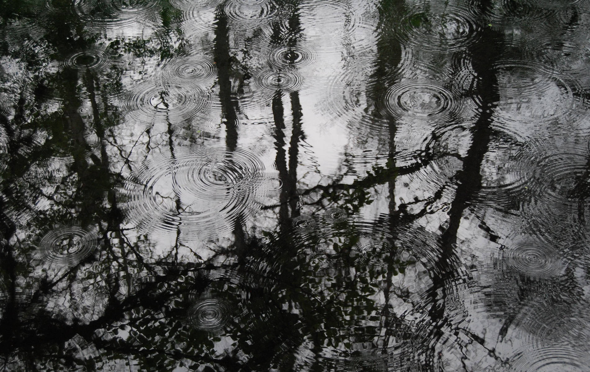 Dark Forest Rain Droplets Wallpaper