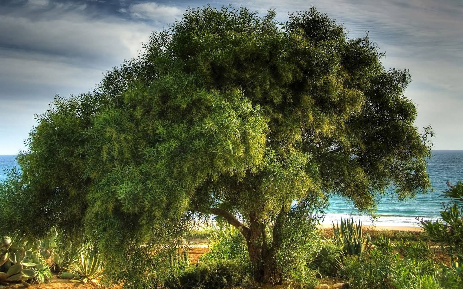 Dark Green Tree By The Sea Wallpaper