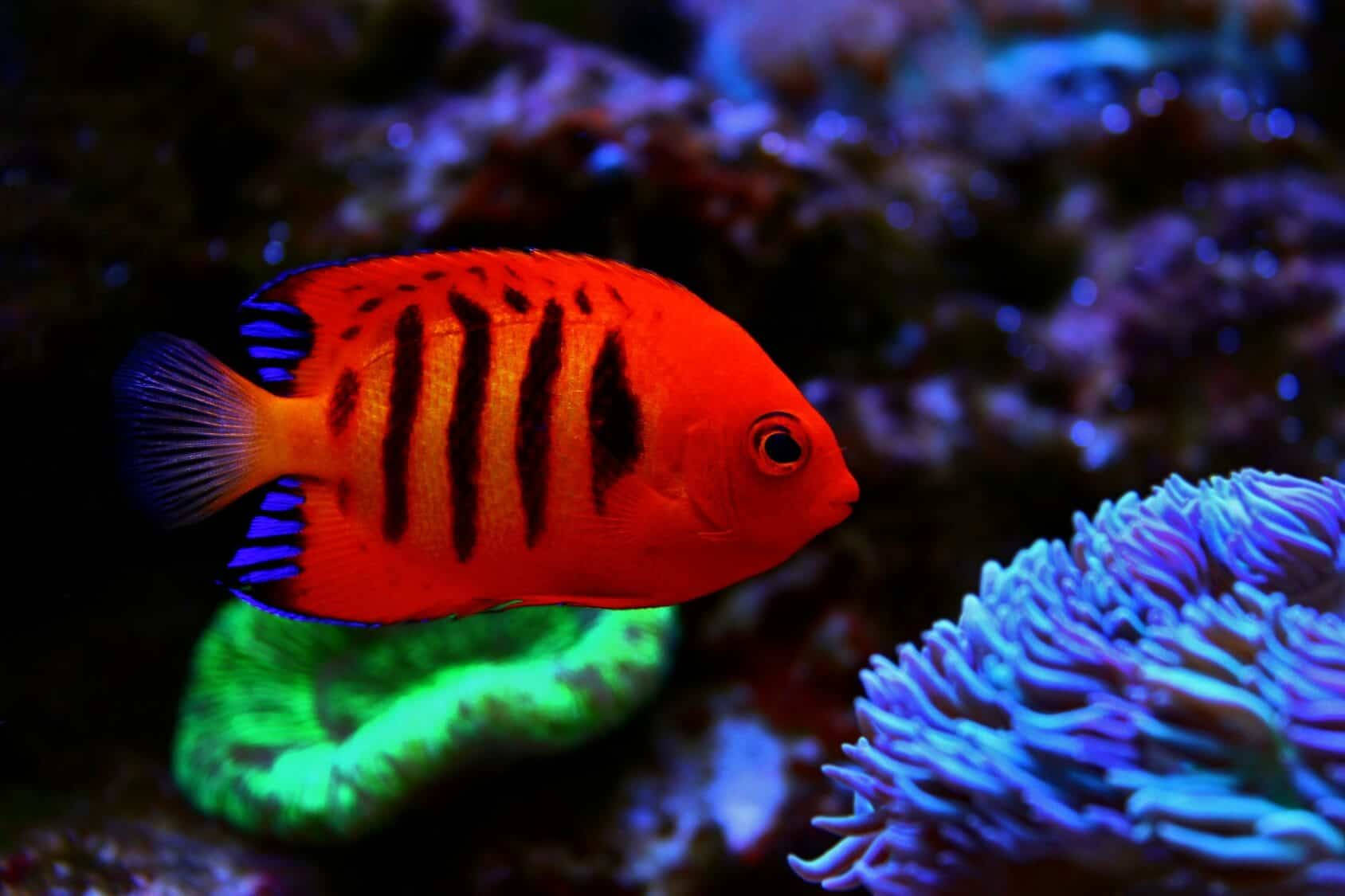 Dark Orange Cool Fish Wallpaper