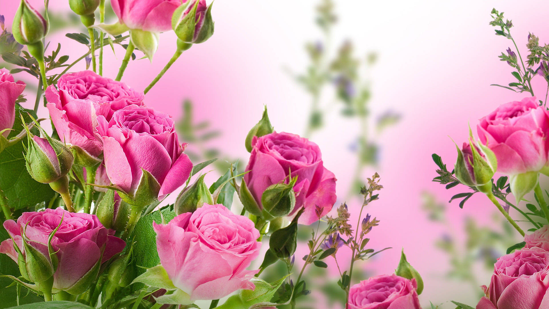 Rose desktop wallpaper discount