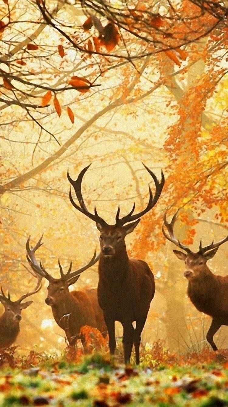 Deer Family In Autumn Wallpaper