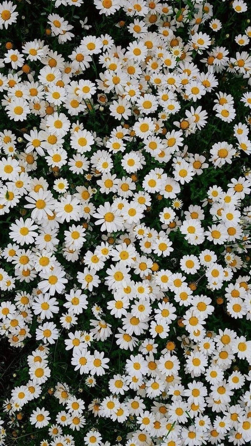 Delicate Field Of Daisies Phone Wallpaper Wallpaper