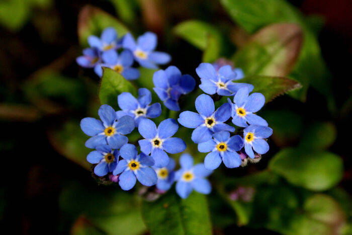 Delicate Forget-me-not Amidst Morning Dew Wallpaper