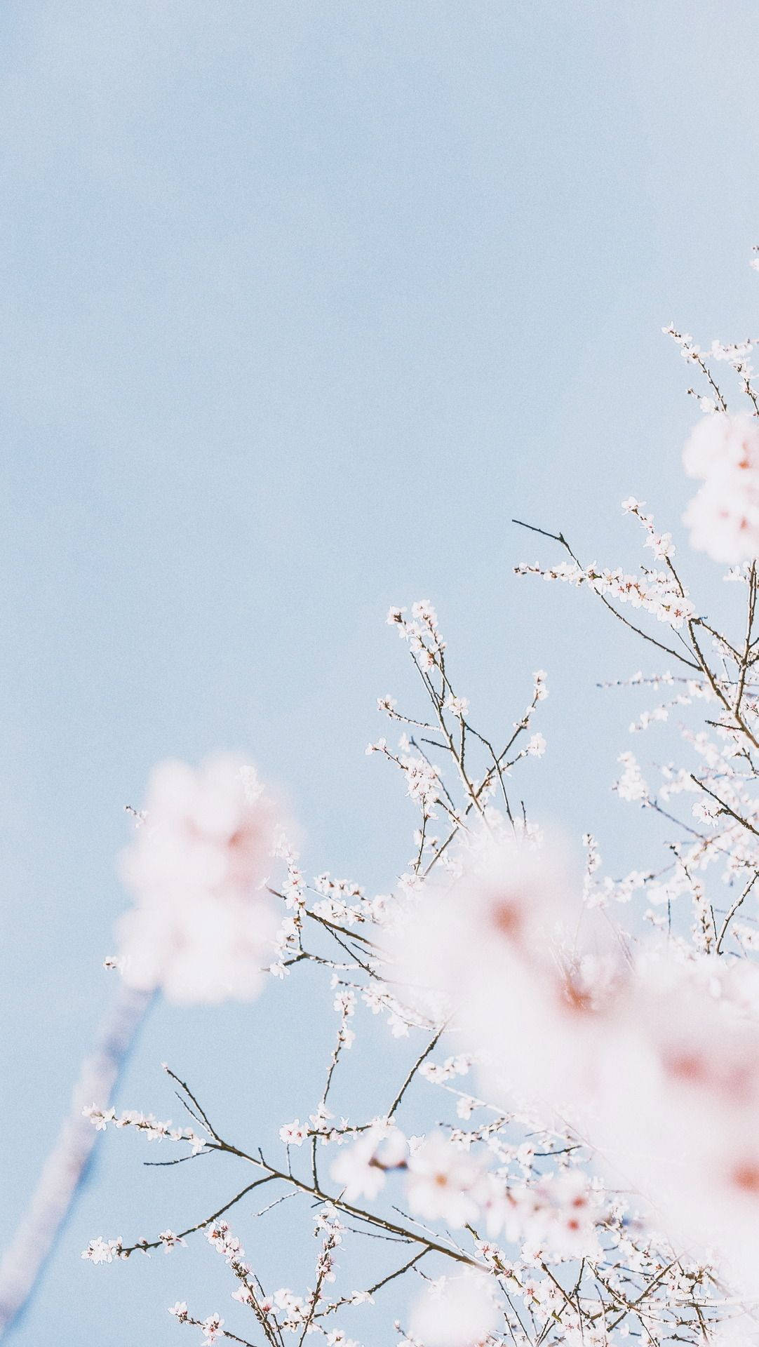 Delicate Pink Sakura Contrasted Against Calming Pastel Blue Atmosphere Wallpaper