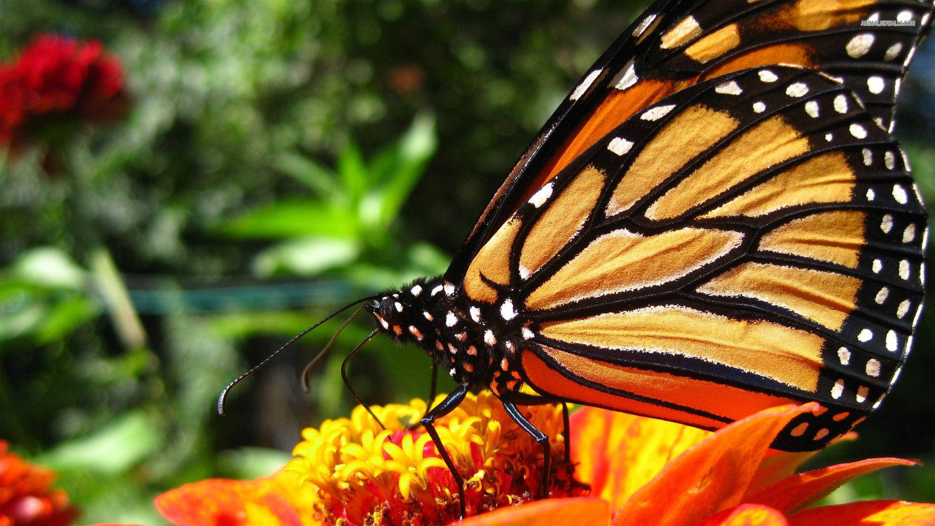 Detailed Aesthetic Orange Butterfly Wallpaper