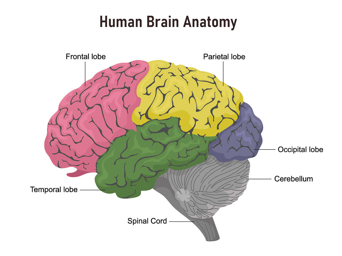 Detailed Human Brain Anatomy Illustration Wallpaper