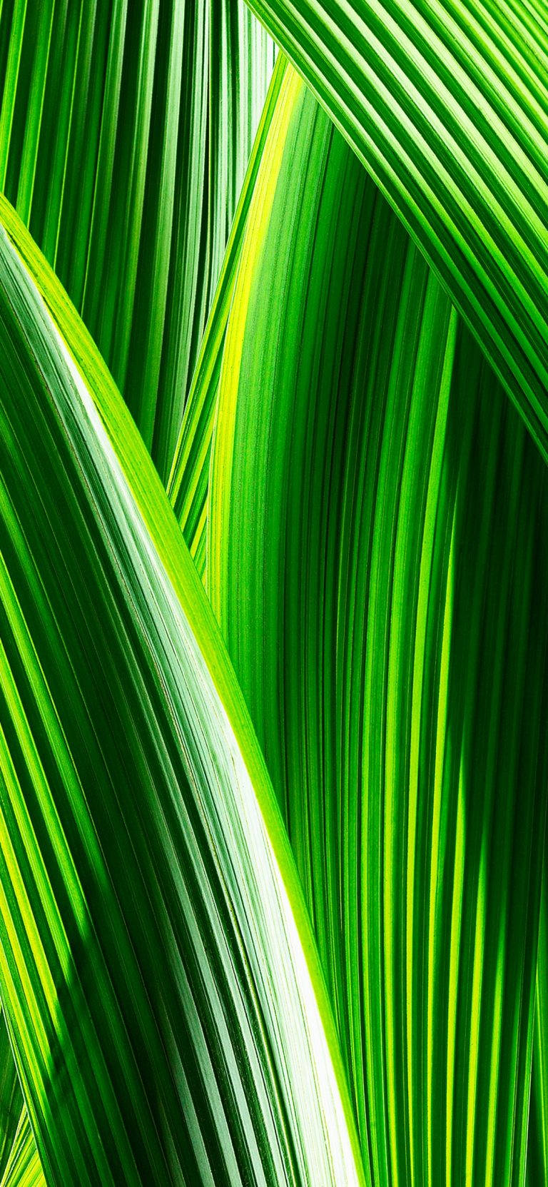 Detailed Leaves Original Iphone 4 Wallpaper