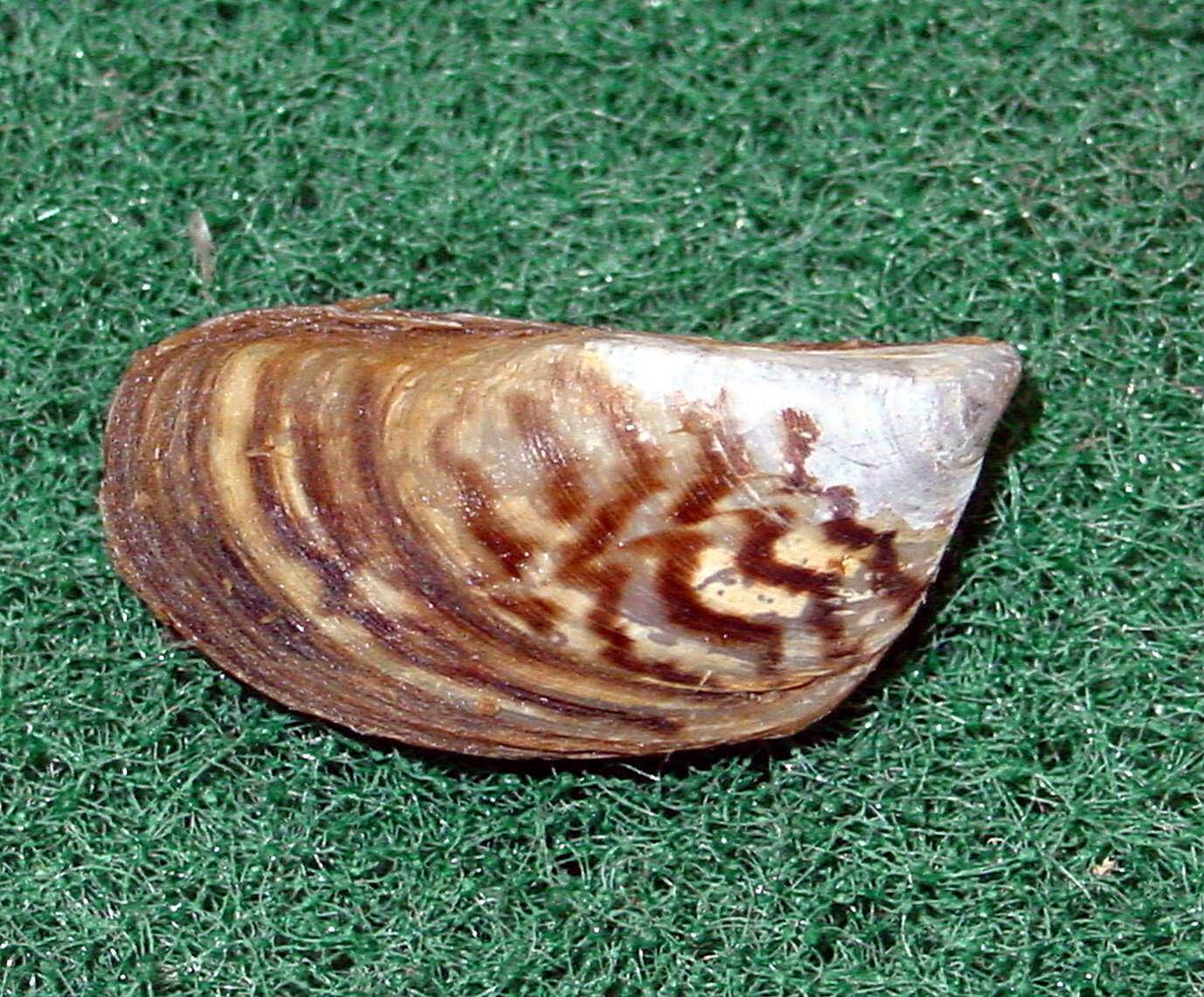 Diverse Collection Of Zebra Mussels In Their Natural Habitat Wallpaper